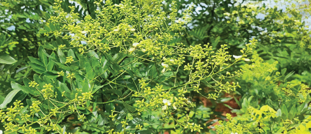 Suy giãn tĩnh mạch